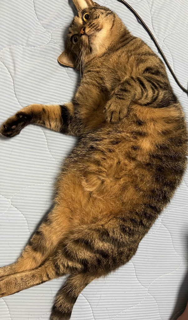 Cat
